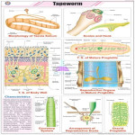 Tapeworm Life Cycle Educational Chart